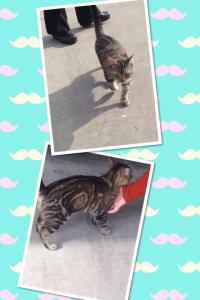 Butterfly Tabby Cat