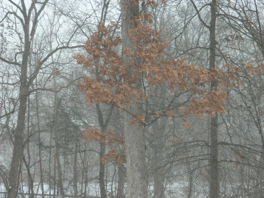 Snow Video