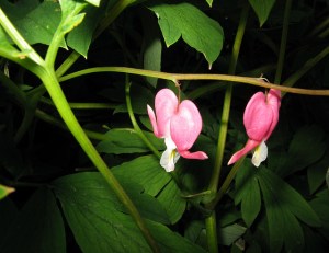 Bleeding Hearts